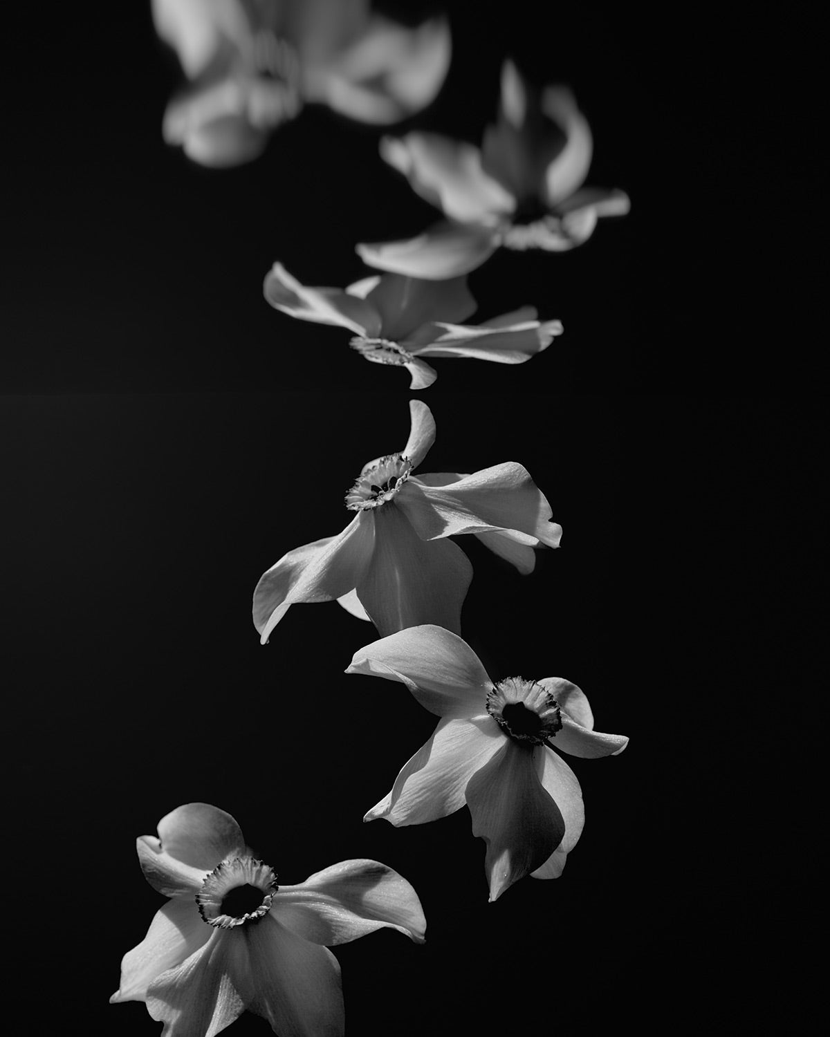 Narcisse 03 – white narcissi and their reflection, fine art print | Beau Edition