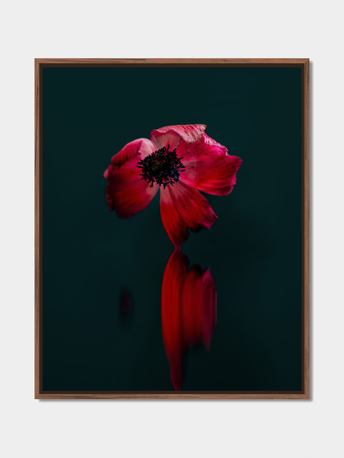 Narcisse 04 – red anemone and its reflection, fine art print, walnut floater frame | Beau Edition