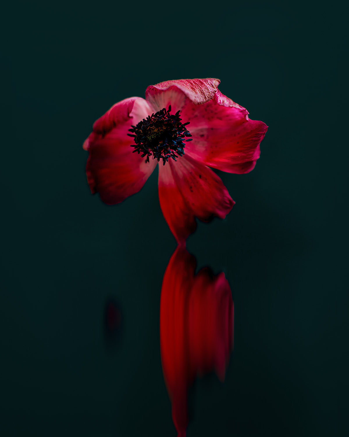 Narcisse 04 – red anemone and its reflection, fine art print | Beau Edition
