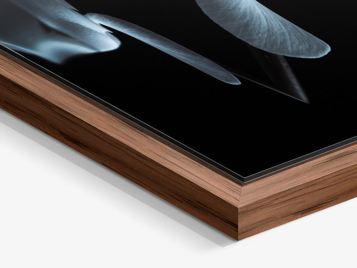 Narcisse 05 – walnut floater frame close-up, cyclamen petals fine art print | Beau Edition