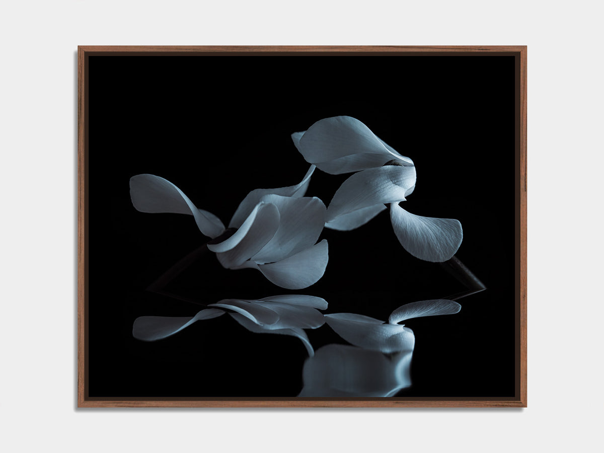 Narcisse 05 – cyclamen petals and their reflection, fine art print, walnut floater frame | Beau Edition