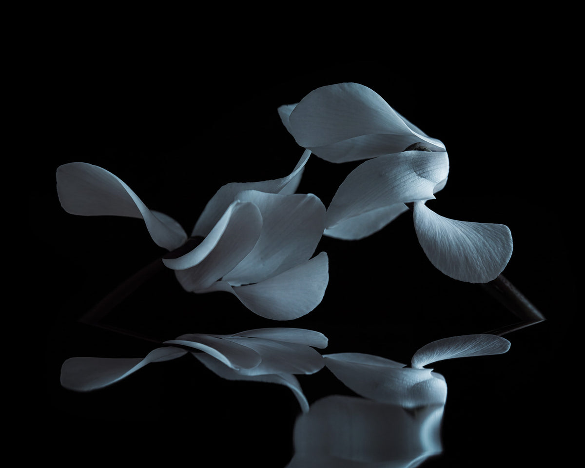 Narcisse 05 – cyclamen petals and their reflection, fine art print | Beau Edition