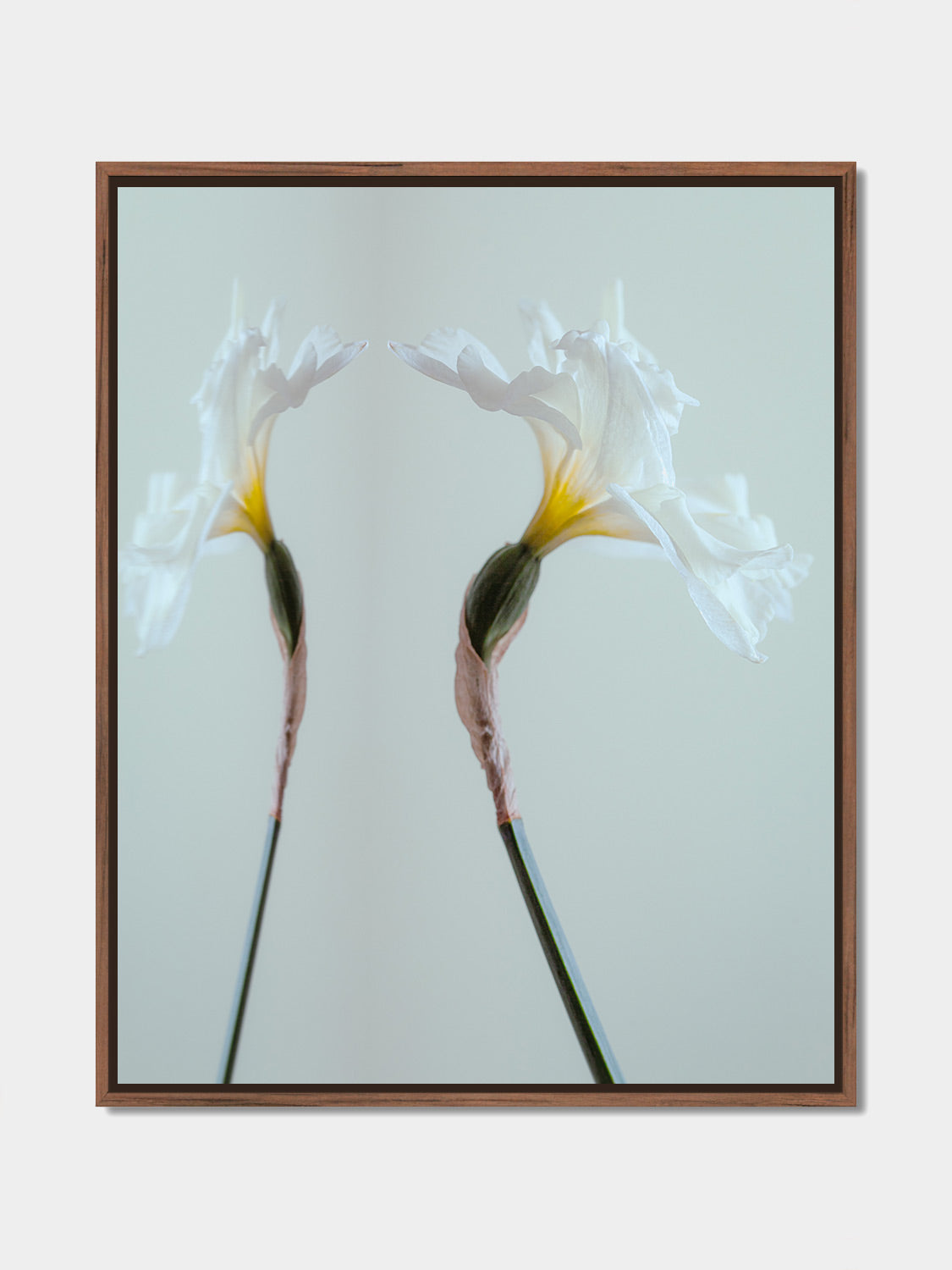 Narcisse 06 – white iris and its reflection, fine art print, walnut floater frame | Beau Edition