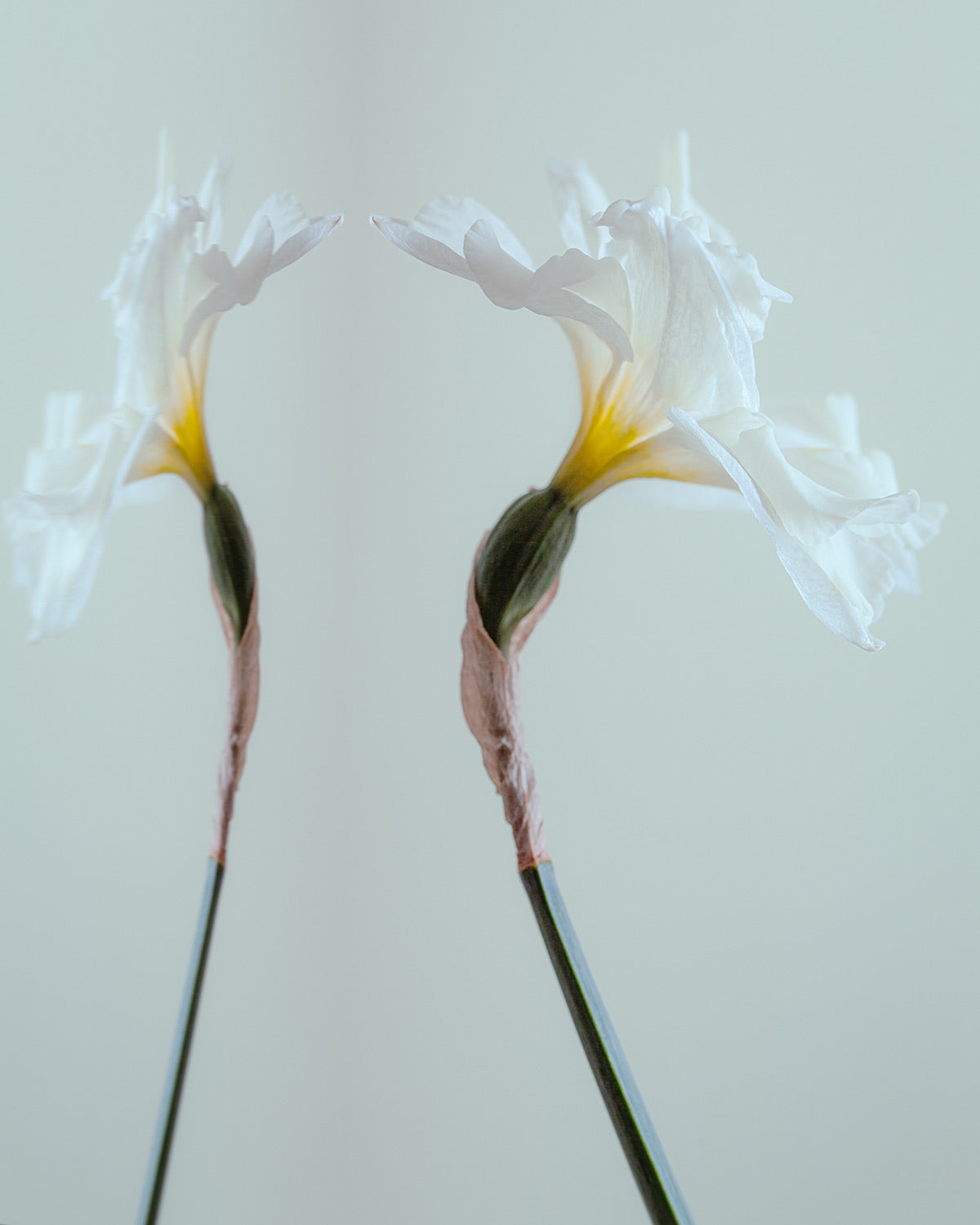 Narcisse 06 – white iris and its reflection, fine art print | Beau Edition