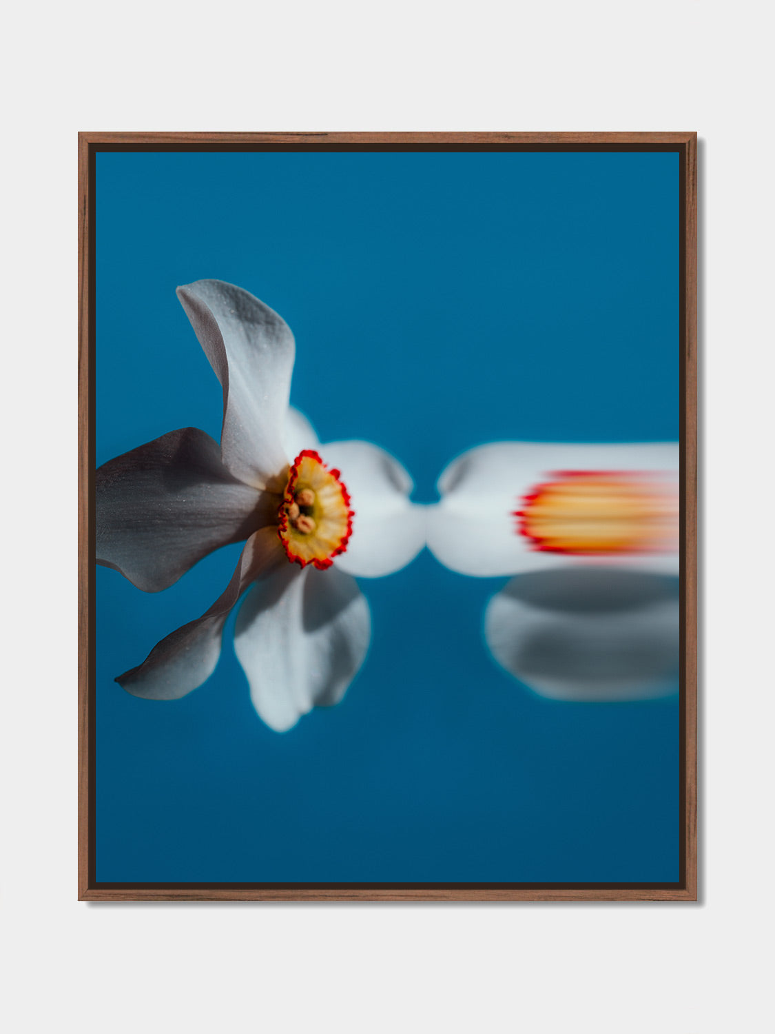 Narcisse 07 – white narcissus and its reflection, fine art print, walnut floater frame | Beau Edition