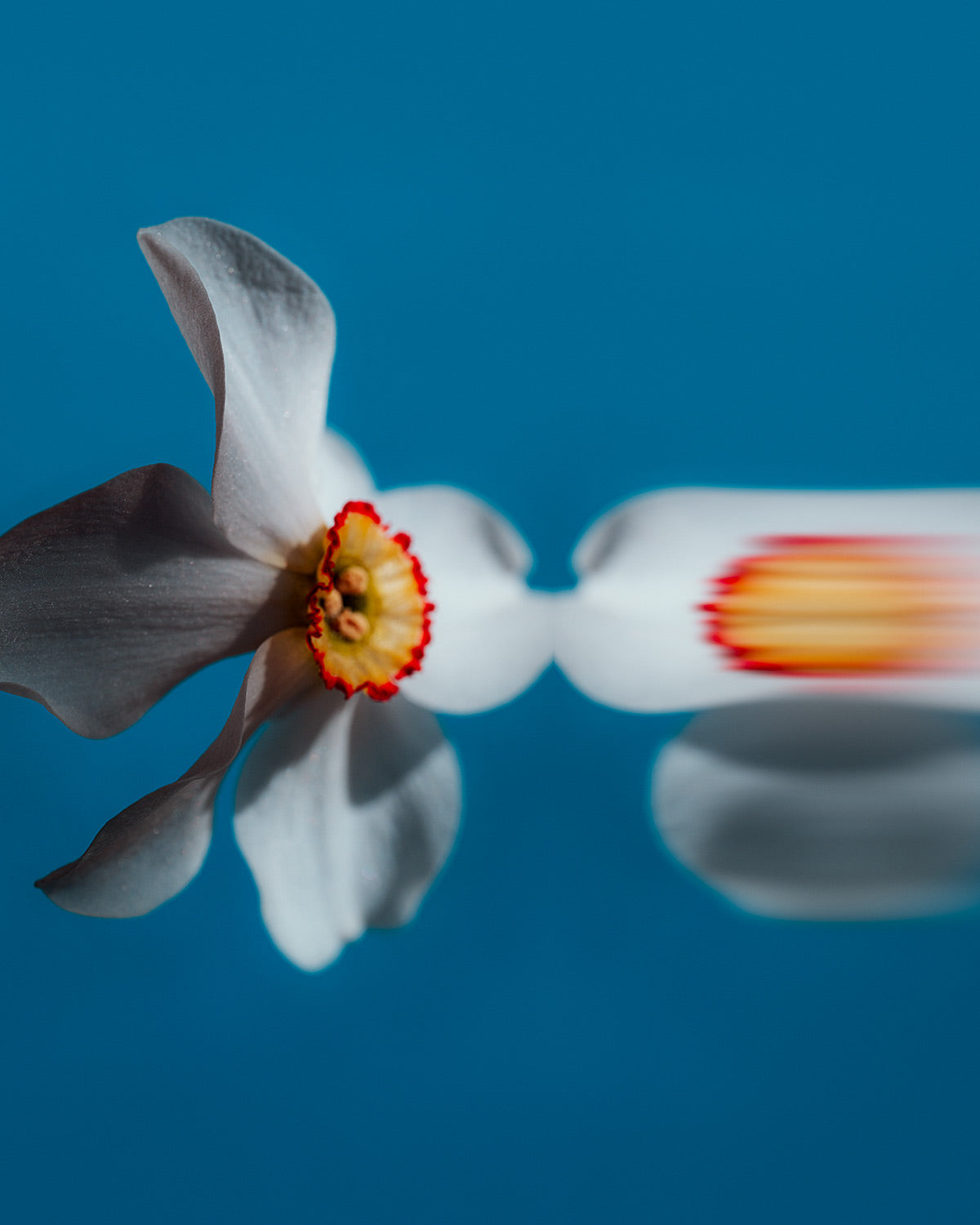 Narcisse 07 – white narcissus and its reflection, fine art print | Beau Edition