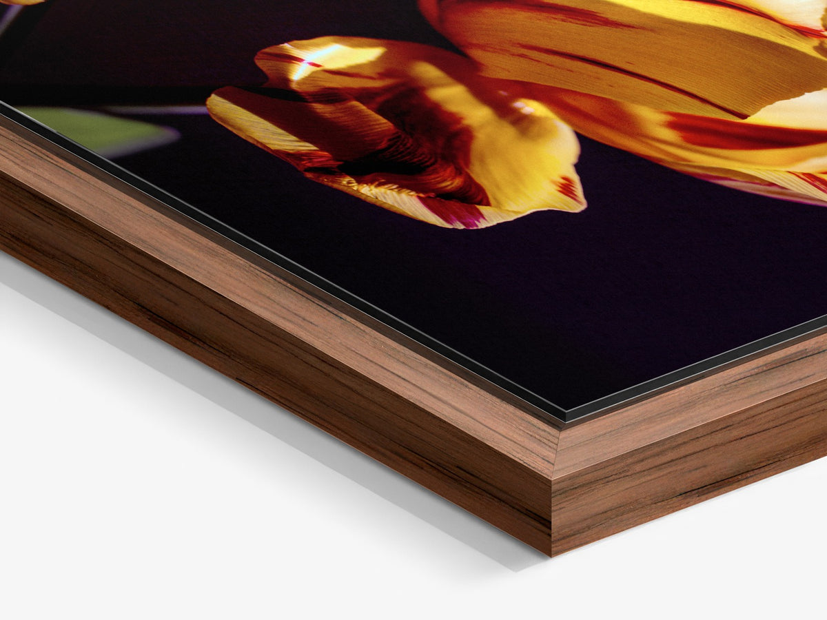 Narcisse 08 – walnut floater frame close-up, amber tulip fine art print | Beau Edition