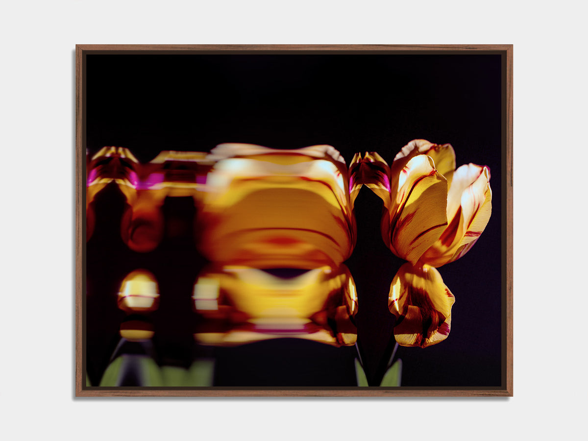 Narcisse 08 – amber tulip and its reflection, fine art print, walnut floater frame | Beau Edition