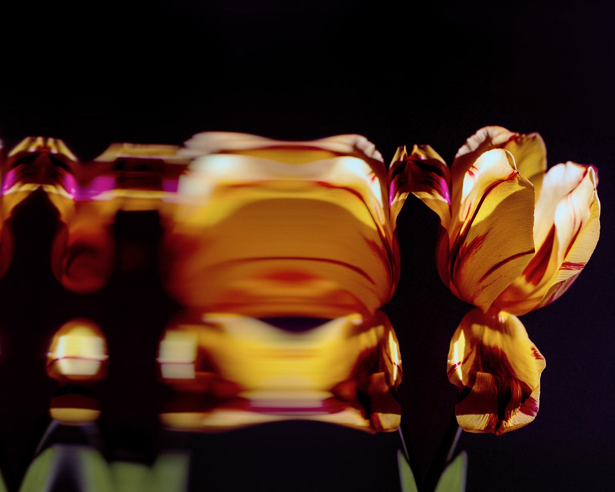 Narcisse 08 – amber tulip and its reflection, fine art print | Beau Edition