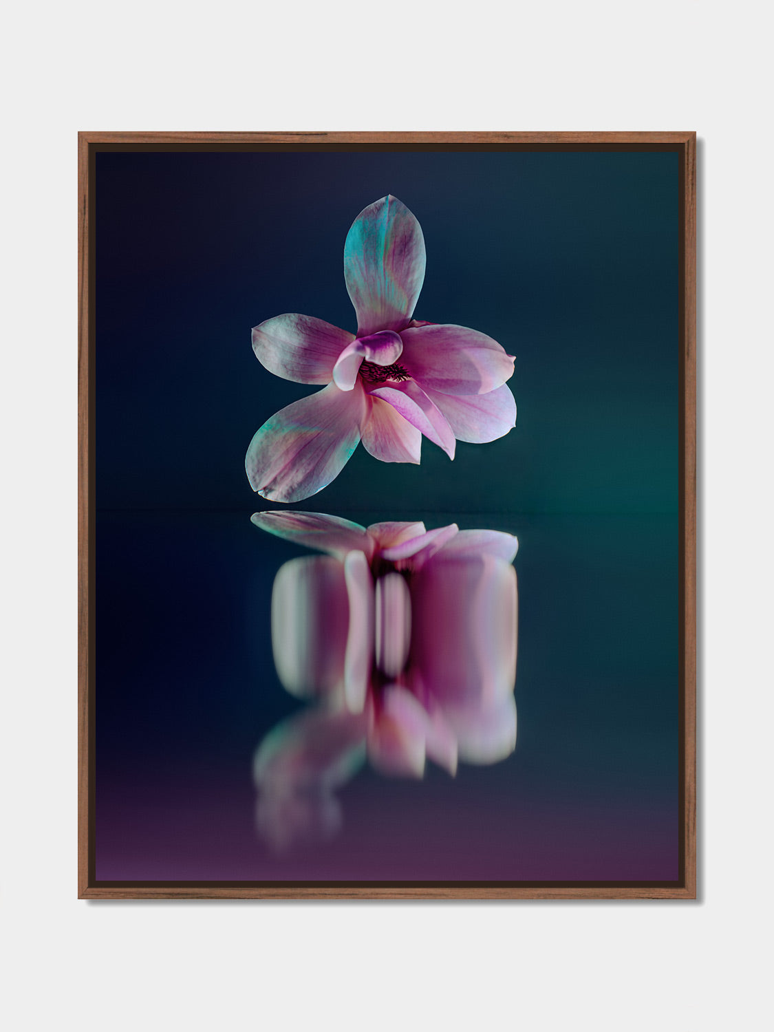 Narcisse 09 – pink magnolia and its reflection, fine art print, walnut floater frame | Beau Edition