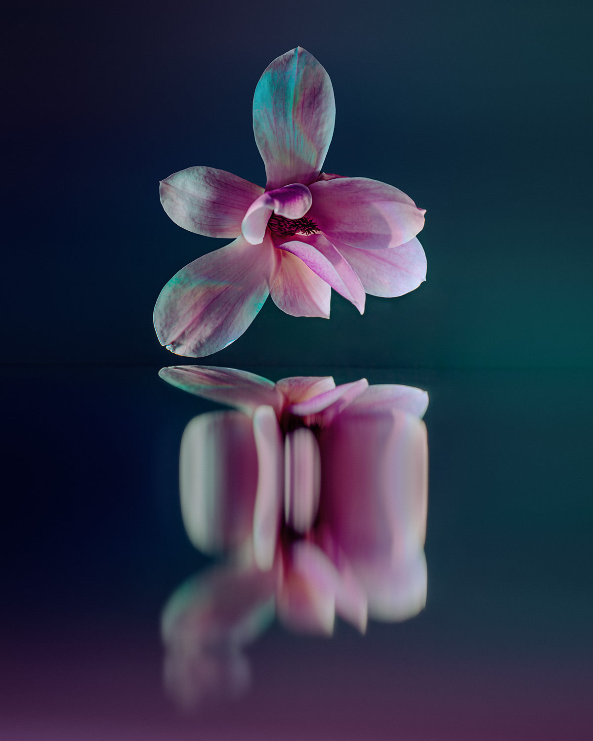 Narcisse 09 – pink magnolia and its reflection, fine art print | Beau Edition