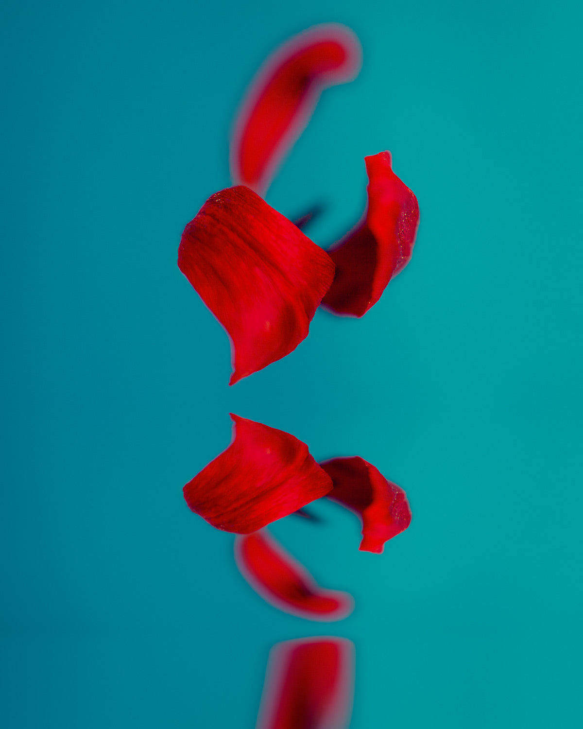 Narcisse 10 – abstract red tulip and its reflection, fine art print | Beau Edition