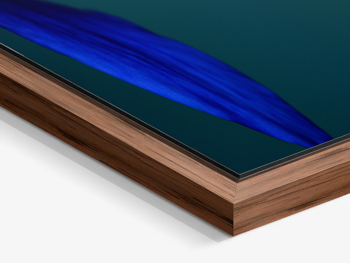 Narcisse 11 – walnut floater frame close-up, deep blue flower fine art print | Beau Edition