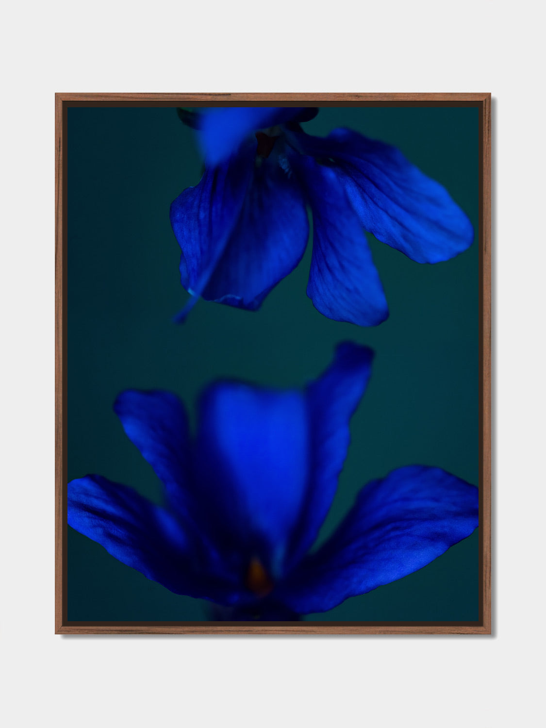 Narcisse 11 – deep blue flower and its reflection, fine art print, walnut floater frame | Beau Edition
