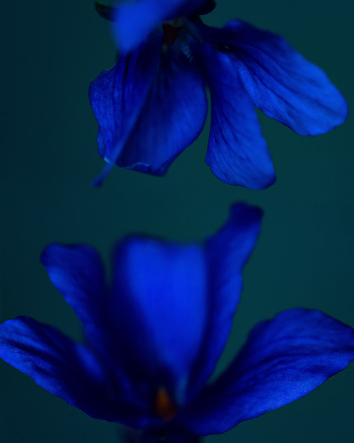 Narcisse 11 – deep blue flower and its reflection, fine art print | Beau Edition