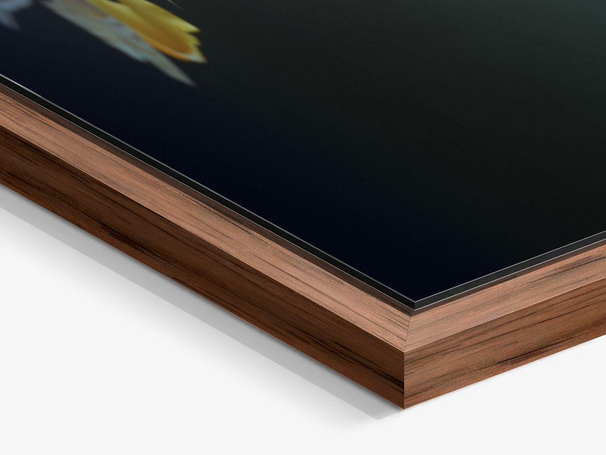 Narcisse 12 – walnut floater frame close-up, white and gold iris fine art print | Beau Edition