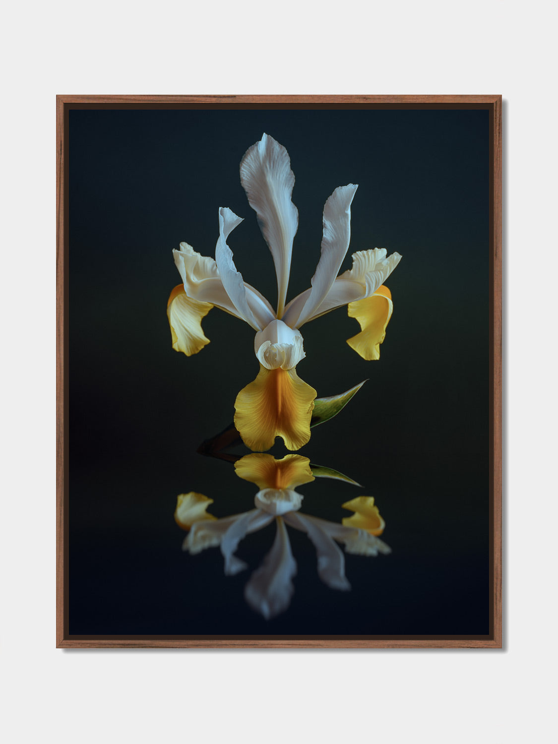 Narcisse 12 – white and gold iris and its reflection, fine art print, walnut floater frame | Beau Edition