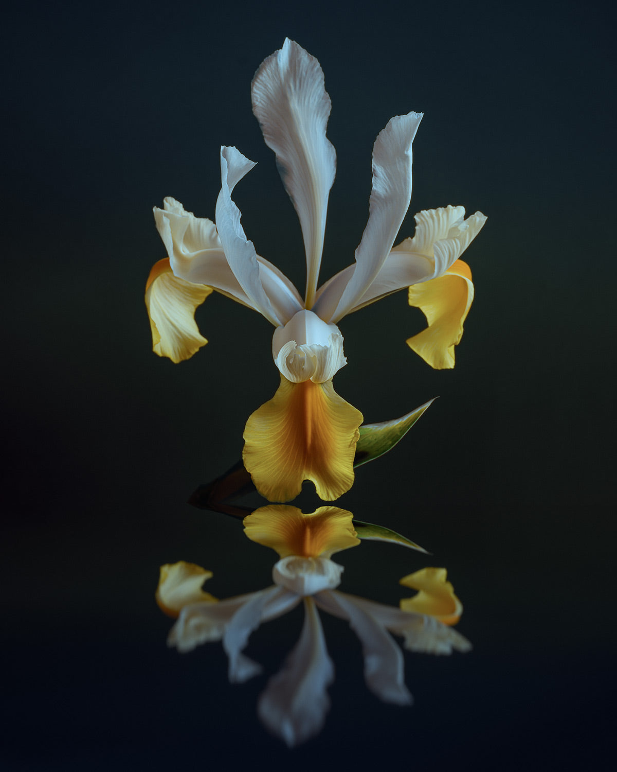 Narcisse 12 – white and gold iris and its reflection, fine art print | Beau Edition