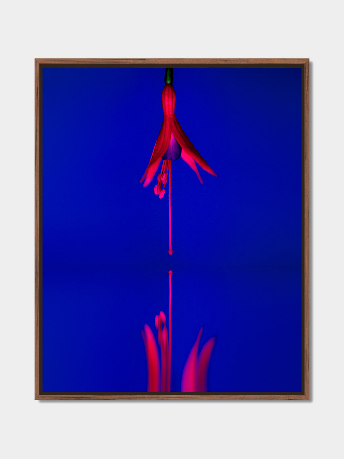 Narcisse 13 – fuchsia and its reflection, fine art print, walnut floater frame | Beau Edition