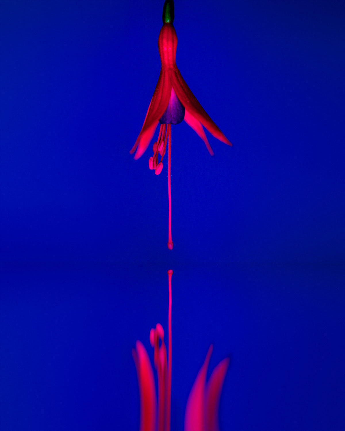 Narcisse 13 – fuchsia and its reflection, fine art print | Beau Edition