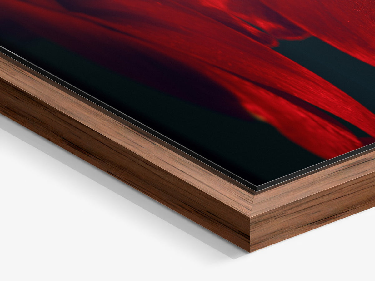 Narcisse 14 – walnut floater frame close-up, red amaryllis fine art print | Beau Edition