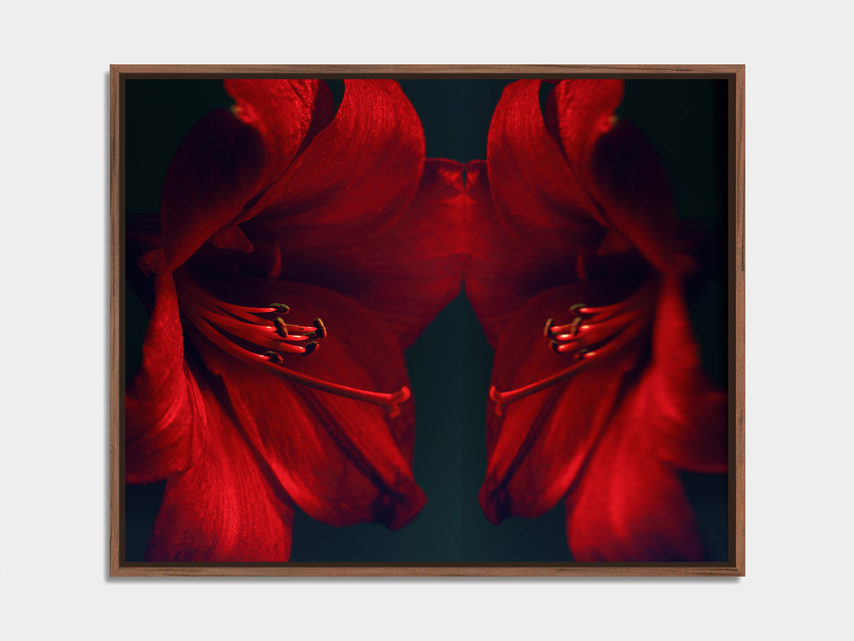 Narcisse 14 – red amaryllis and its reflection, fine art print, walnut floater frame | Beau Edition