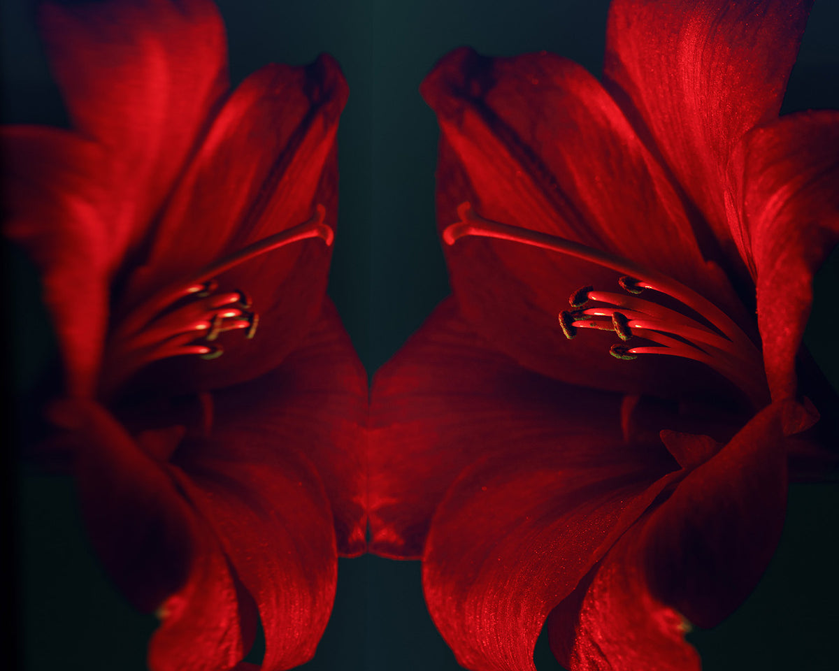 Narcisse 14 – red amaryllis and its reflection, fine art print | Beau Edition