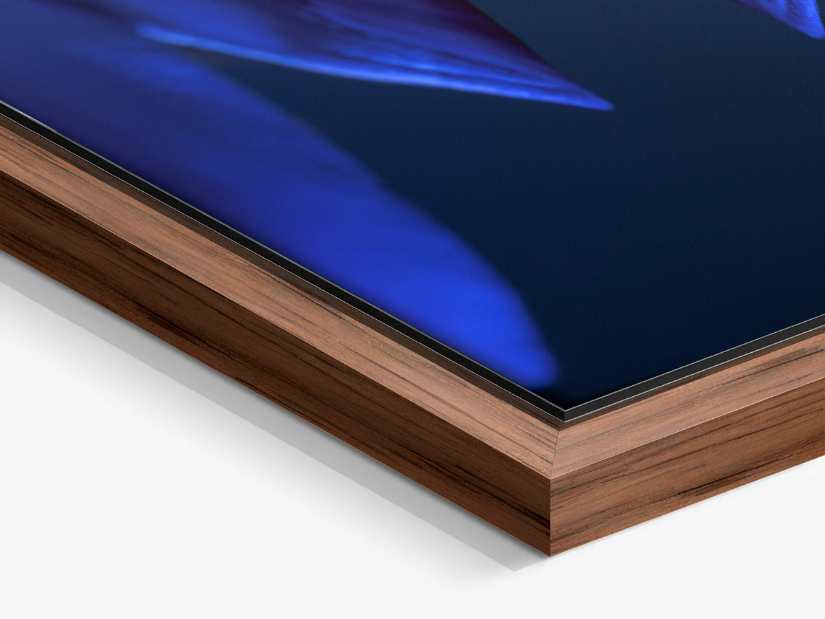 Narcisse 15 – walnut floater frame close-up, blue lilies fine art print | Beau Edition