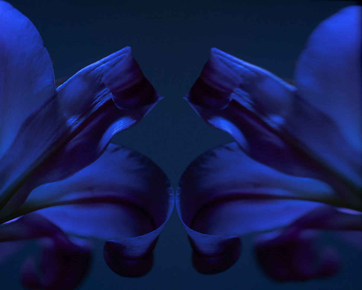 Narcisse 15 – blue lilies and their reflection, fine art print | Beau Edition