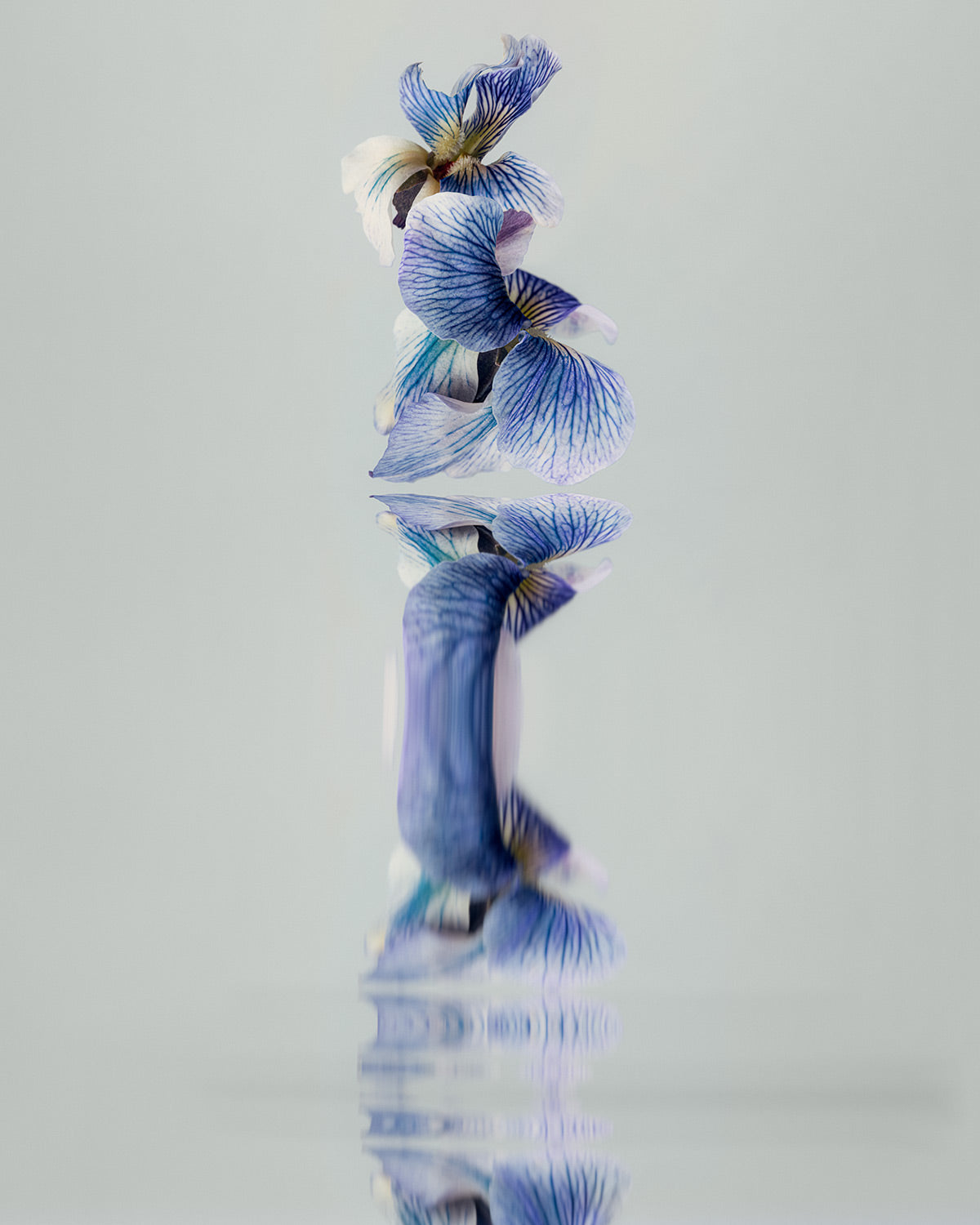 Narcisse 16 – blue wild flowers and their reflection, fine art print | Beau Edition