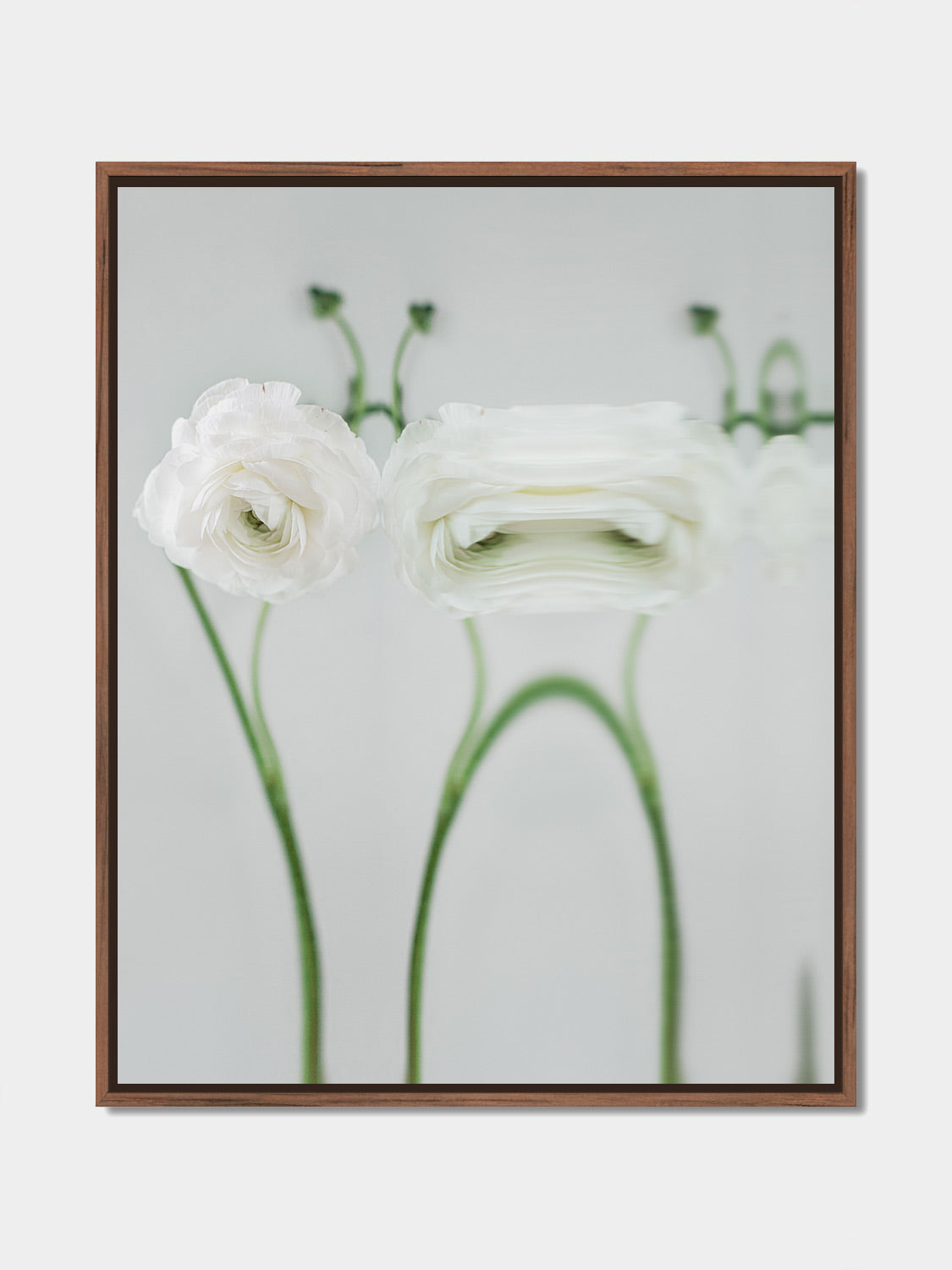 Narcisse 17 – white ranunculus and its reflection, fine art print, walnut floater frame | Beau Edition