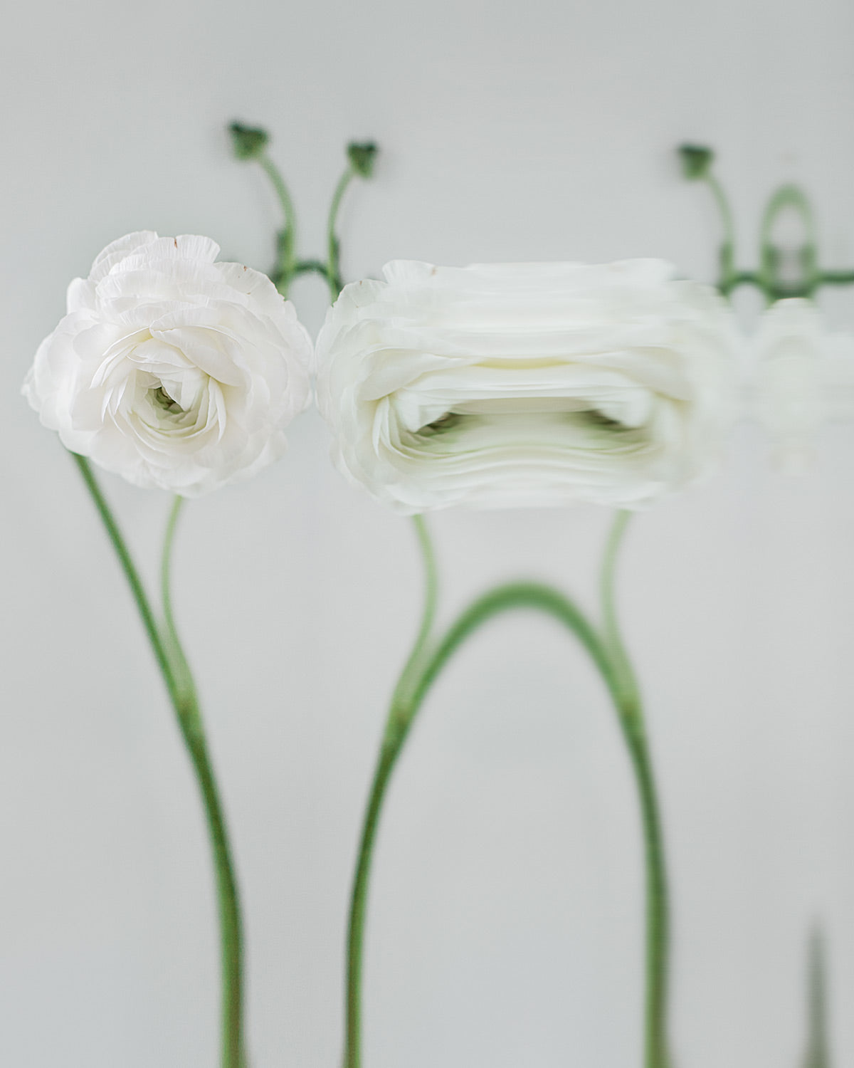 Narcisse 17 – white ranunculus and its reflection, fine art print | Beau Edition