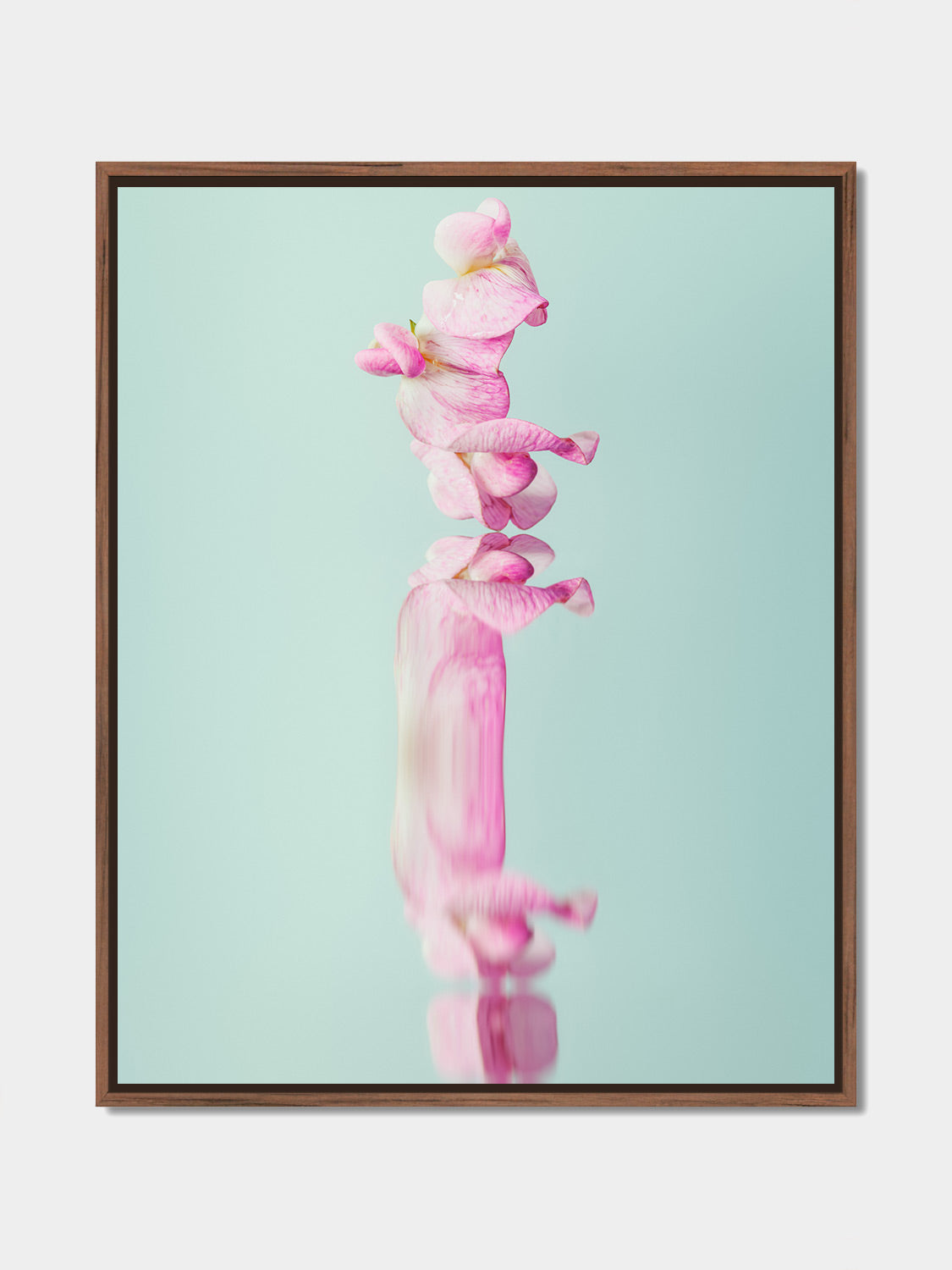 Narcisse 18 – pink sweet pea and its reflection, fine art print, walnut floater frame | Beau Edition