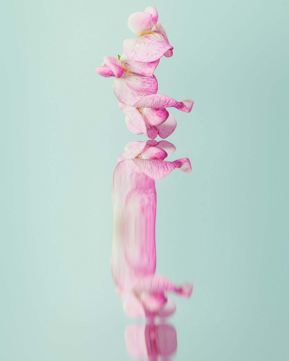 Narcisse 18 – pink sweet pea and its reflection, fine art print | Beau Edition