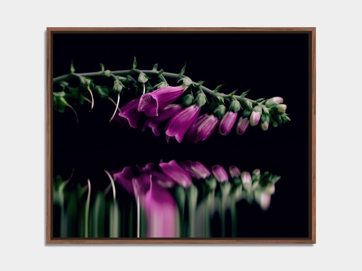 Narcisse 19 – wild foxglove and its reflection, fine art print, walnut floater frame | Beau Edition
