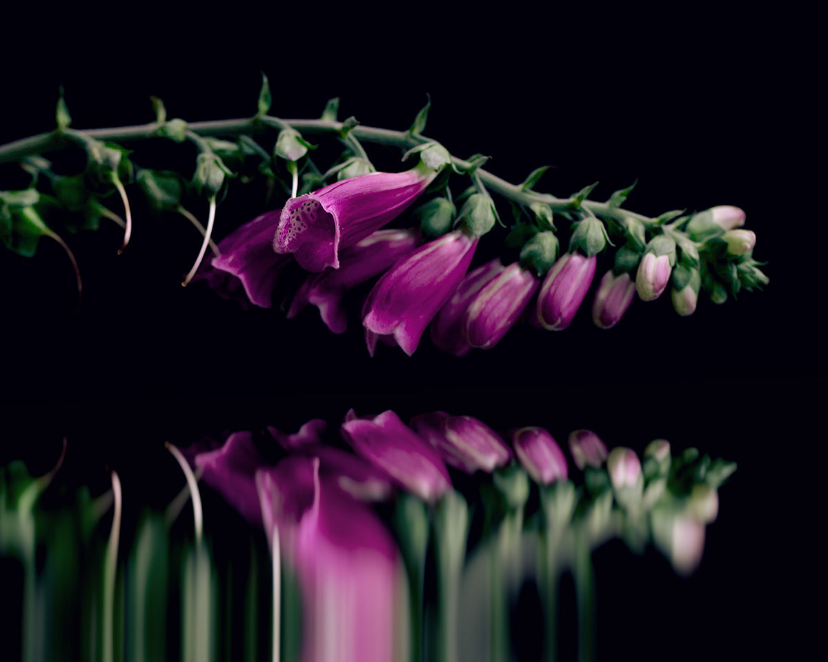 Narcisse 19 – wild foxglove and its reflection, fine art print | Beau Edition