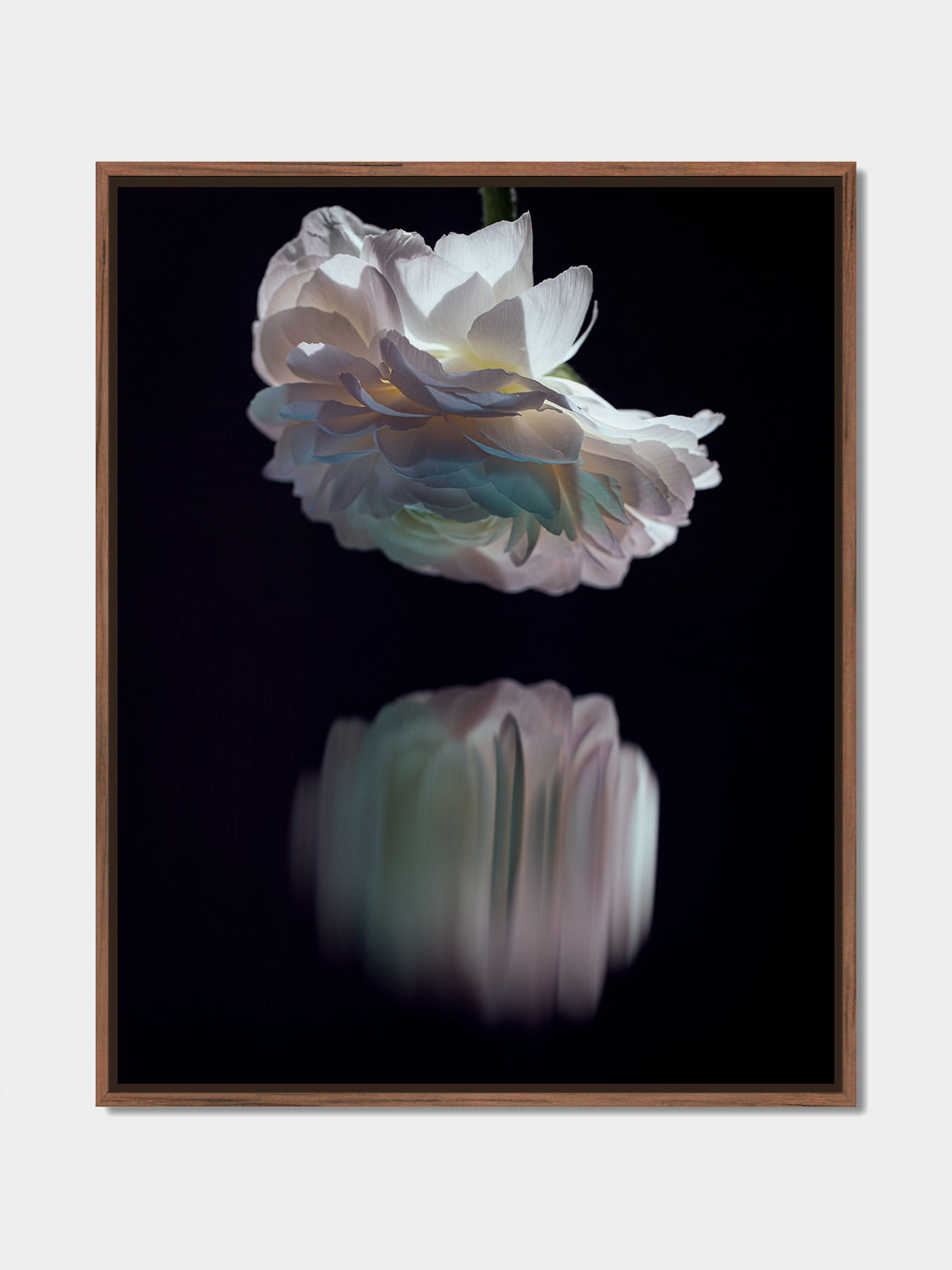 Narcisse 20 – white ranunculus at night and its reflection, fine art print, walnut floater frame | Beau Edition