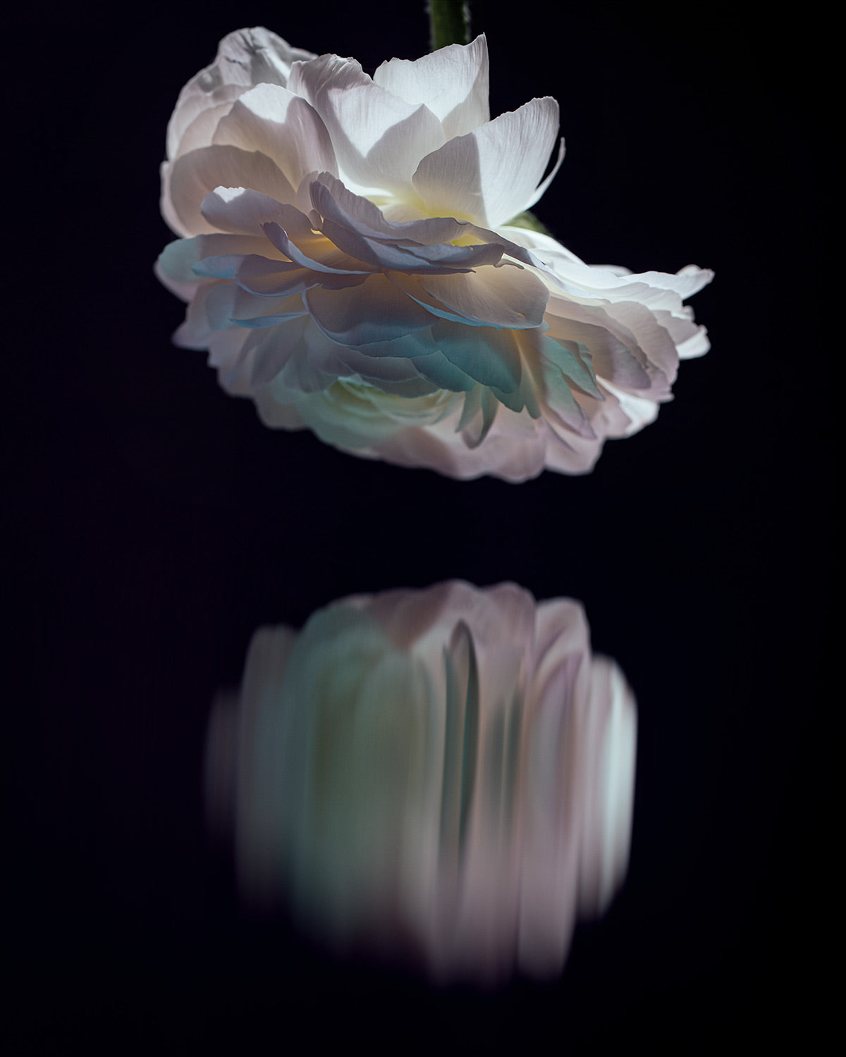 Narcisse 20 – white ranunculus at night and its reflection, fine art print | Beau Edition