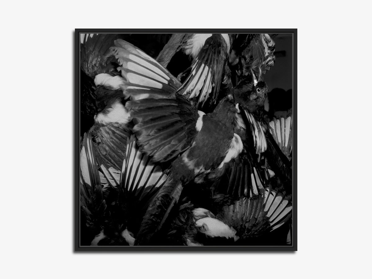 The Other Side of the Picture 10 – stuffed birds composition, backstage fine art print, black matt floater frame | Beau Edition