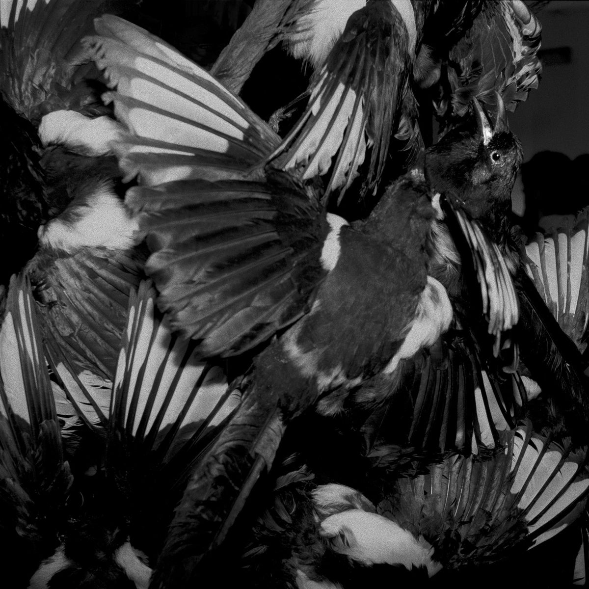The Other Side of the Picture 10 – stuffed birds composition, backstage, image from the book The Other Side of the Picture | Beau Edition